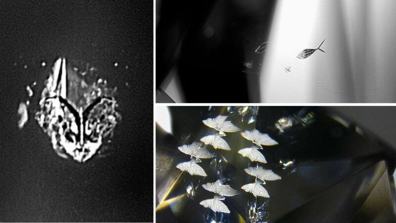 Unusual Inclusions in Diamonds Capture Animal and Artistic Forms gia inclusions 1